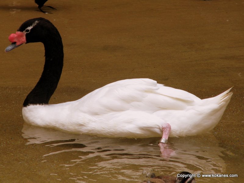 Black-necked Swan